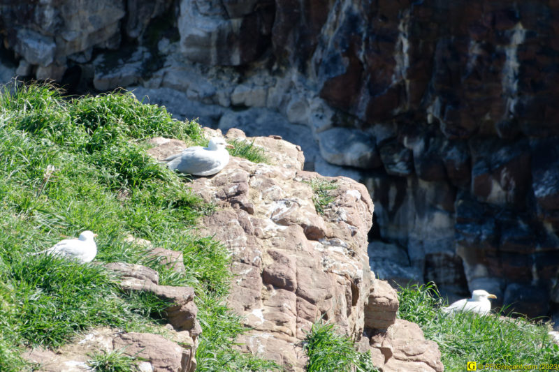 6 – Des oiseaux sereins en zone Natura 2000