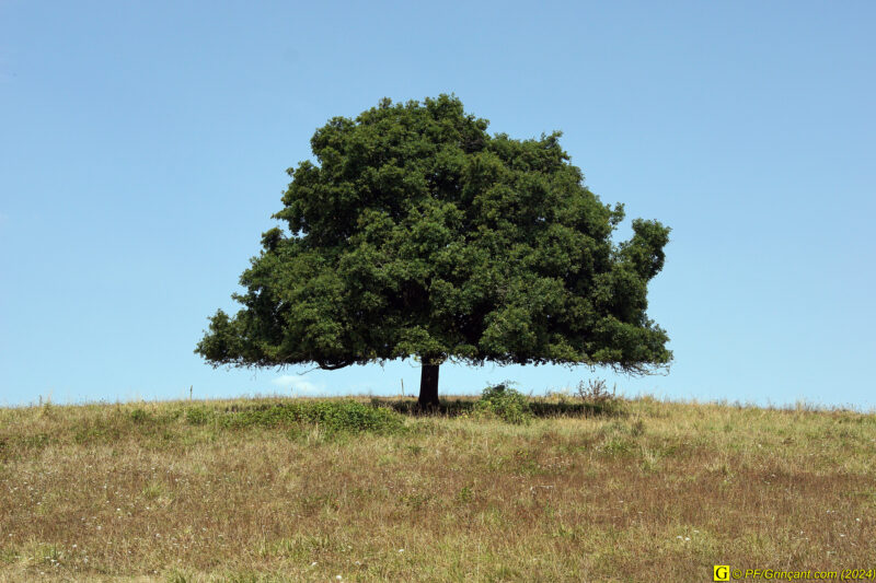 Autour du lac - L'arbre