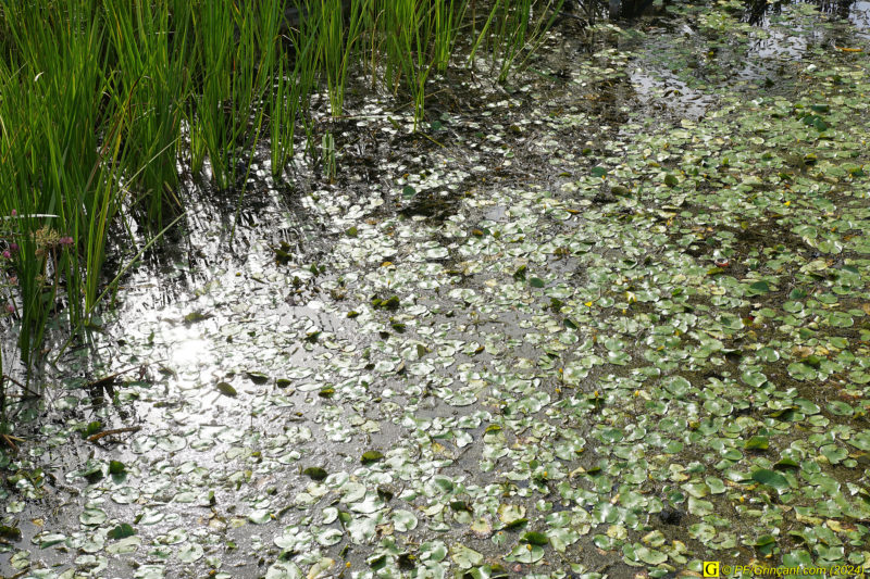 Place Napoléon, végétation aquatique Place Napoléon, végétation aquatique