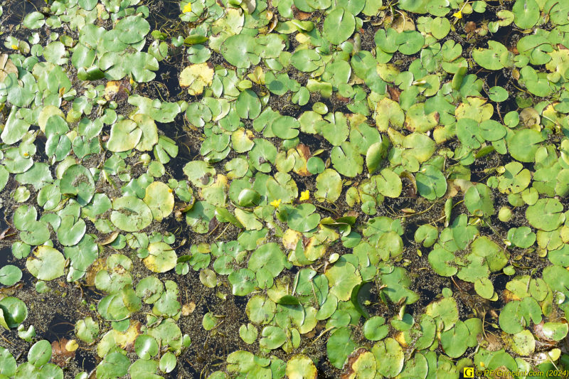 Place Napoléon, végétation aquatique Place Napoléon, végétation aquatique