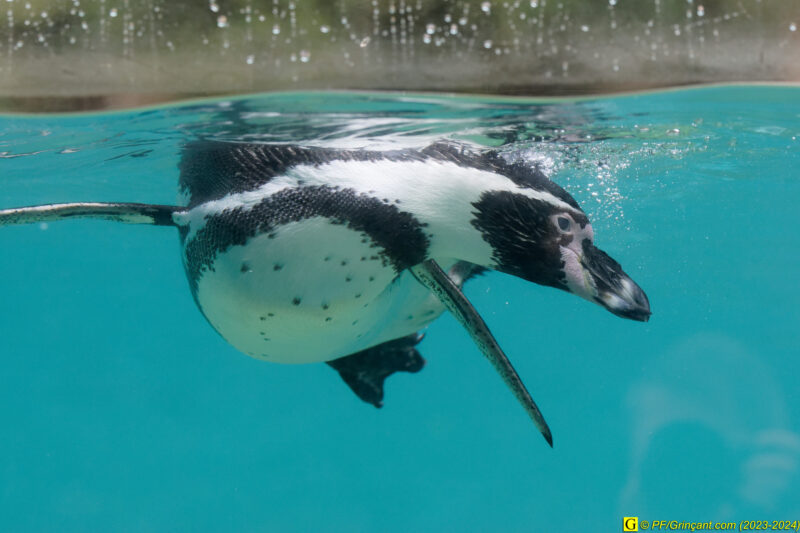 ZooParc de Beauval