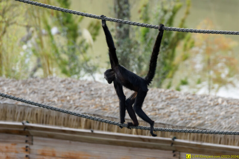 ZooParc de Beauval