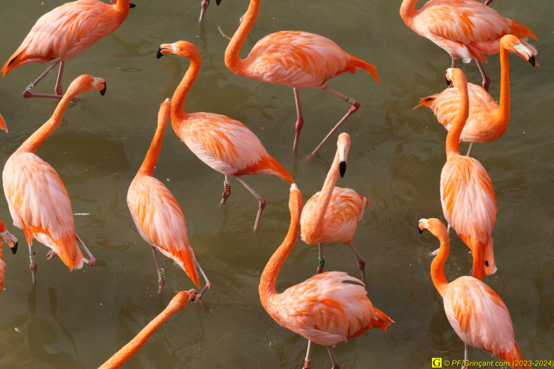 ZooParc de Beauval