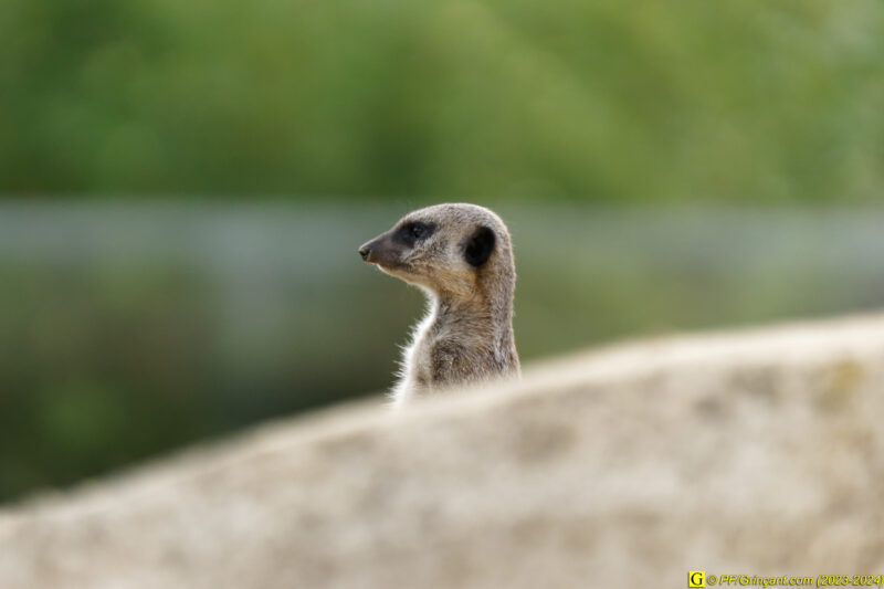 ZooParc de Beauval