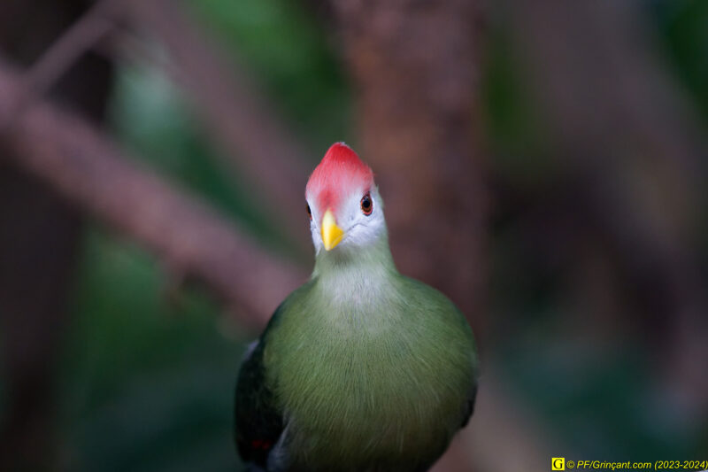 ZooParc de Beauval