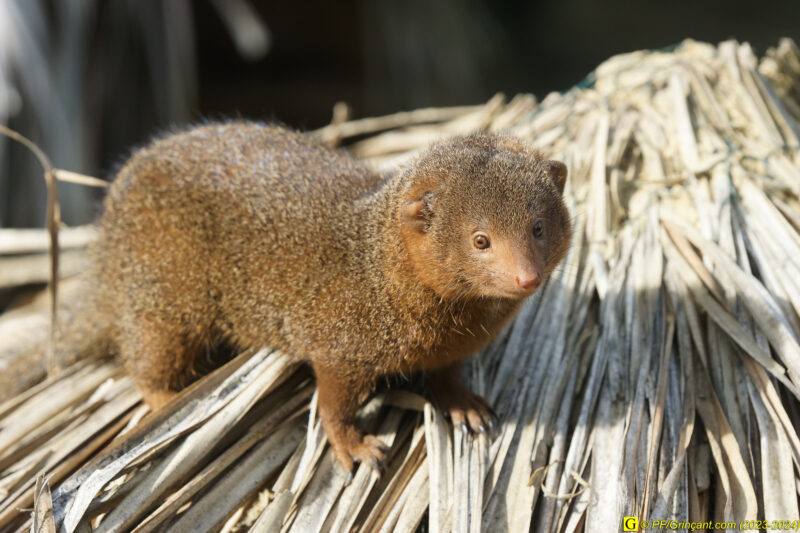 ZooParc de Beauval