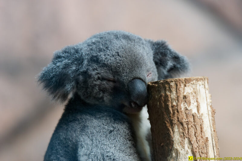 ZooParc de Beauval