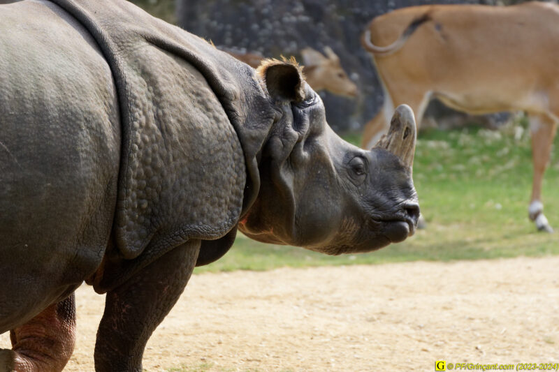 ZooParc de Beauval