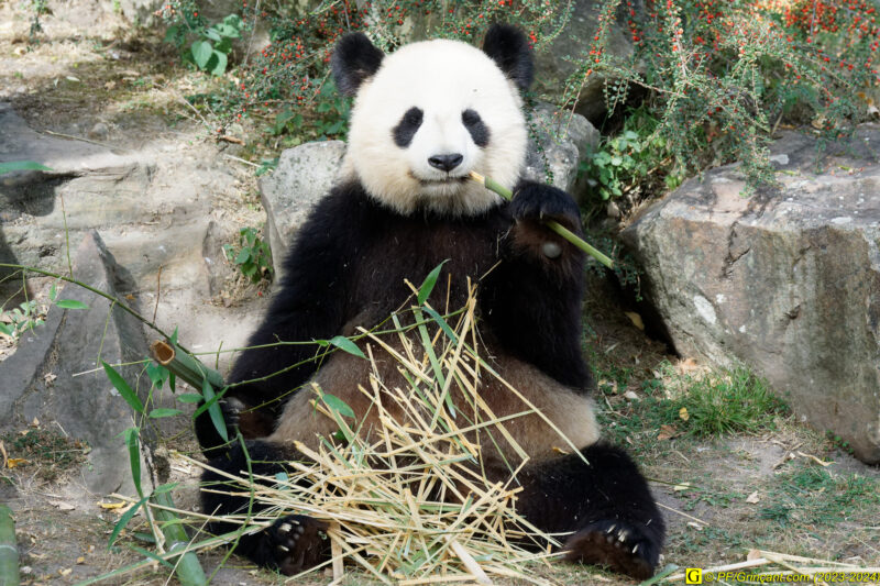 ZooParc de Beauval