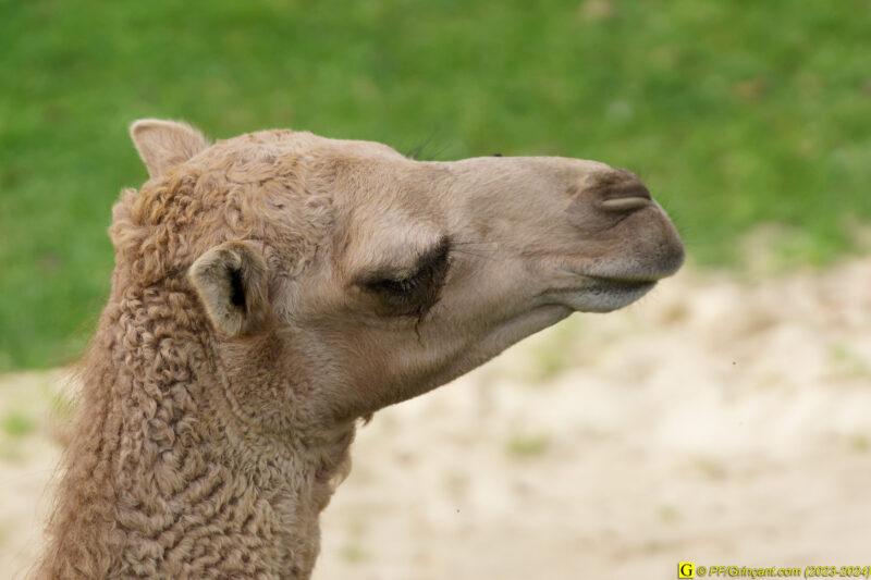 ZooParc de Beauval