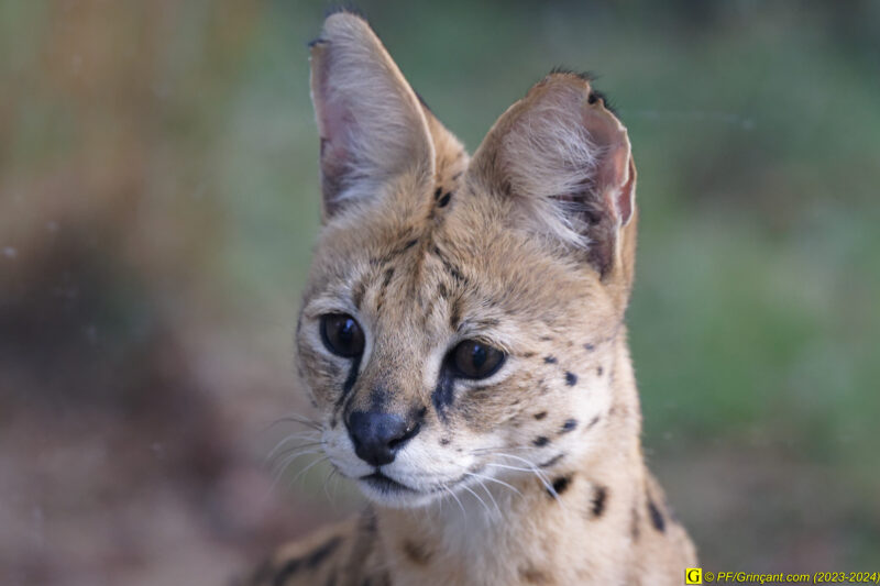 ZooParc de Beauval