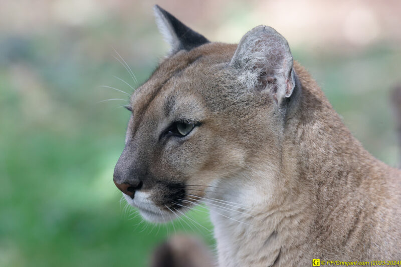 ZooParc de Beauval