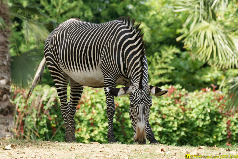 ZooParc de Beauval