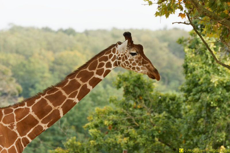 ZooParc de Beauval