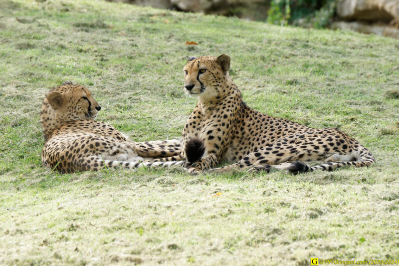 ZooParc de Beauval