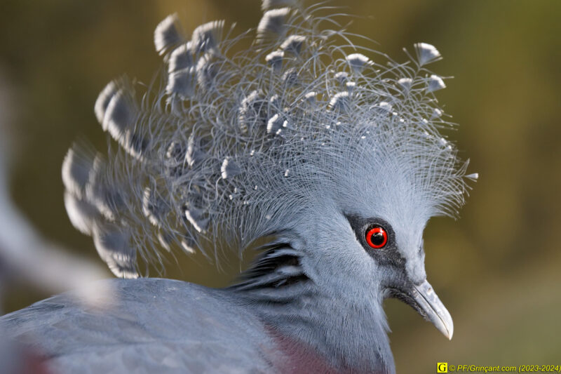 ZooParc de Beauval