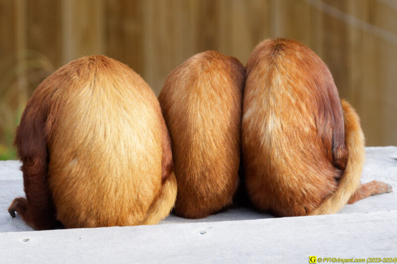 ZooParc de Beauval