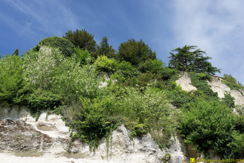 Aubeterre-sur-Dronne — La falaise de craie blanche