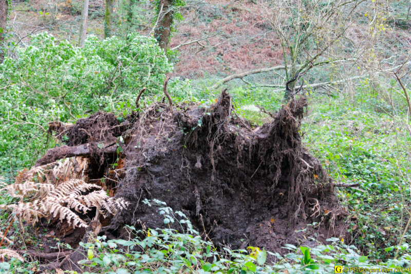 Un arbre déraciné