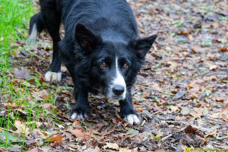 La mascotte du jour, le border collie