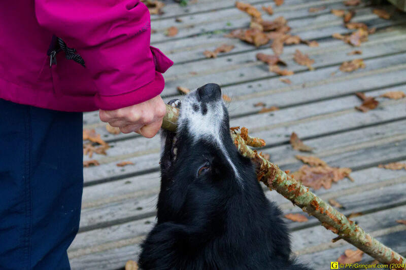 La mascotte du jour, le border collie