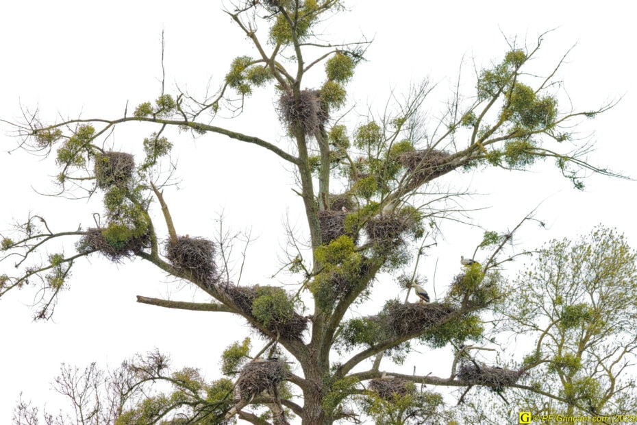 L'arbre aux cigognes