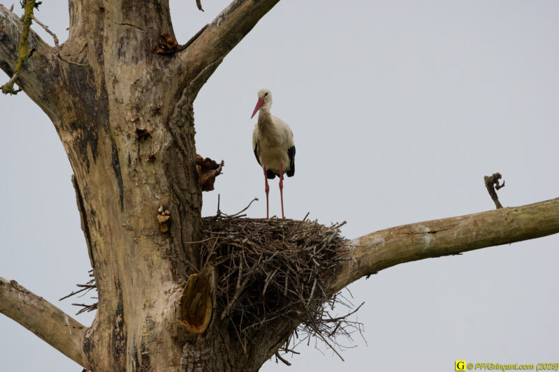 L'arbre aux cigognes (1)