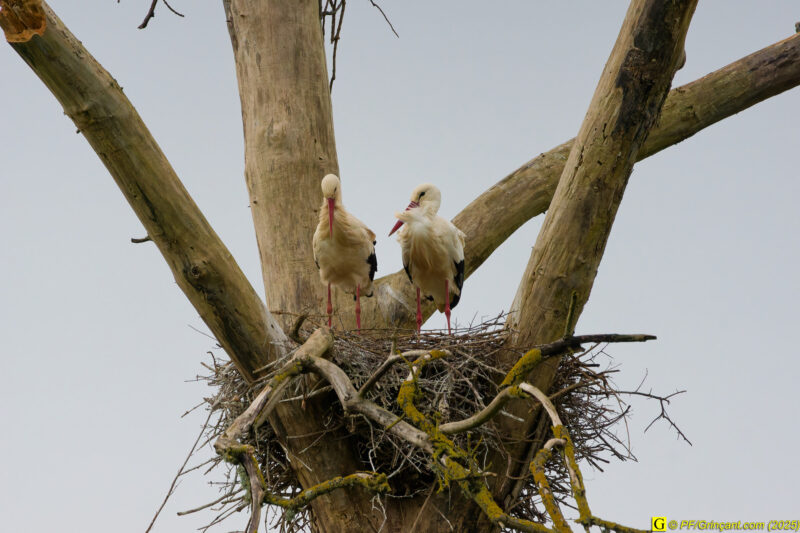 L'arbre aux cigognes (2)