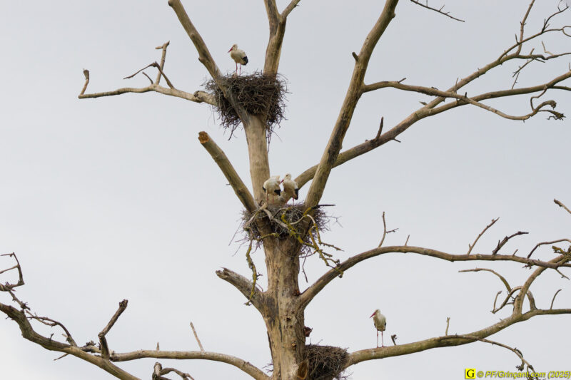 L'arbre aux cigognes (3)