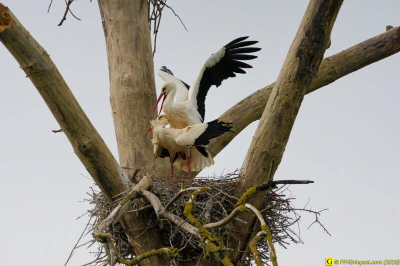L'arbre aux cigognes (4)