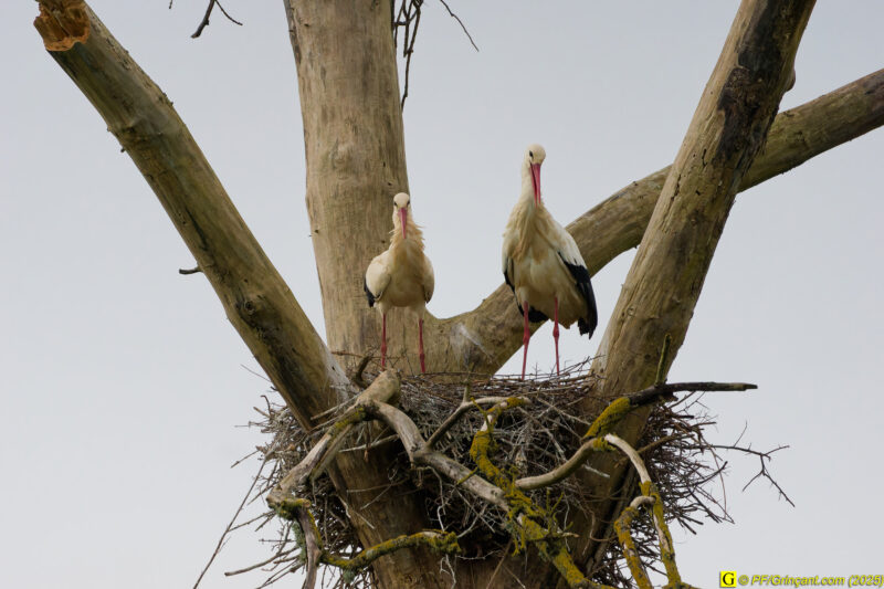 L'arbre aux cigognes (5)