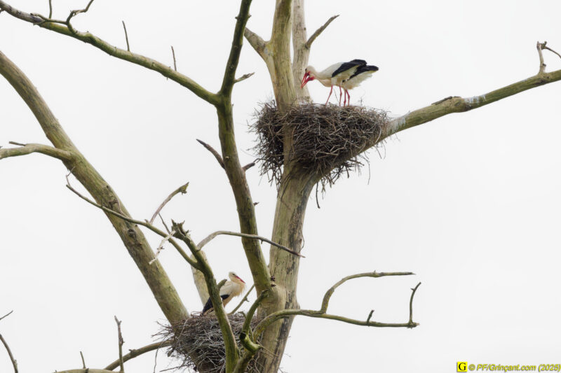 L'arbre aux cigognes (6)