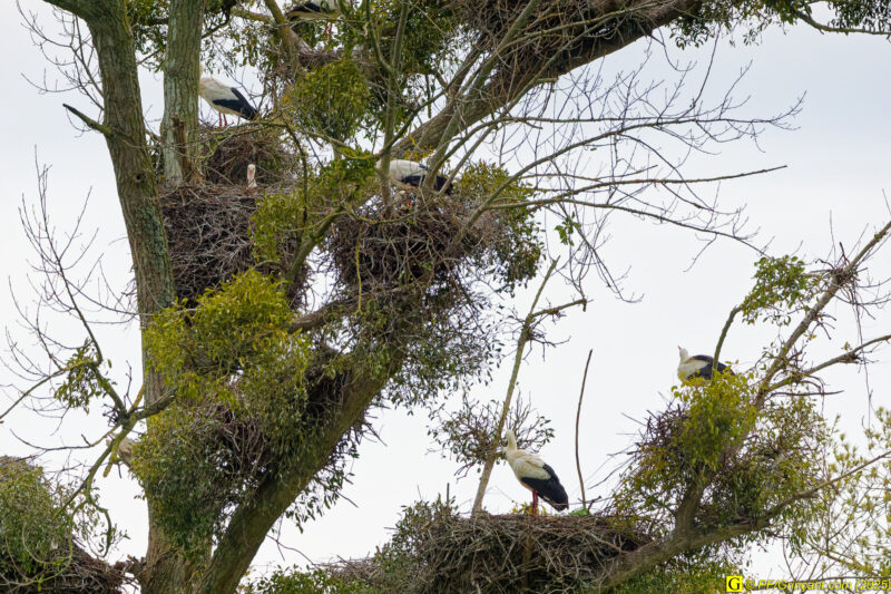 L'arbre aux cigognes (7)