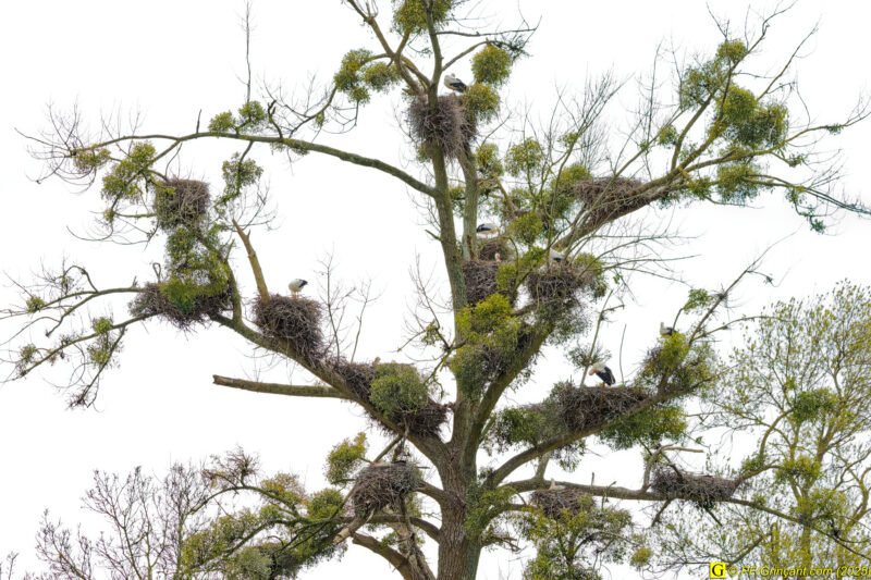 L'arbre aux cigognes (8)