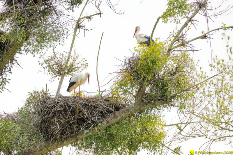 L'arbre aux cigognes (9)