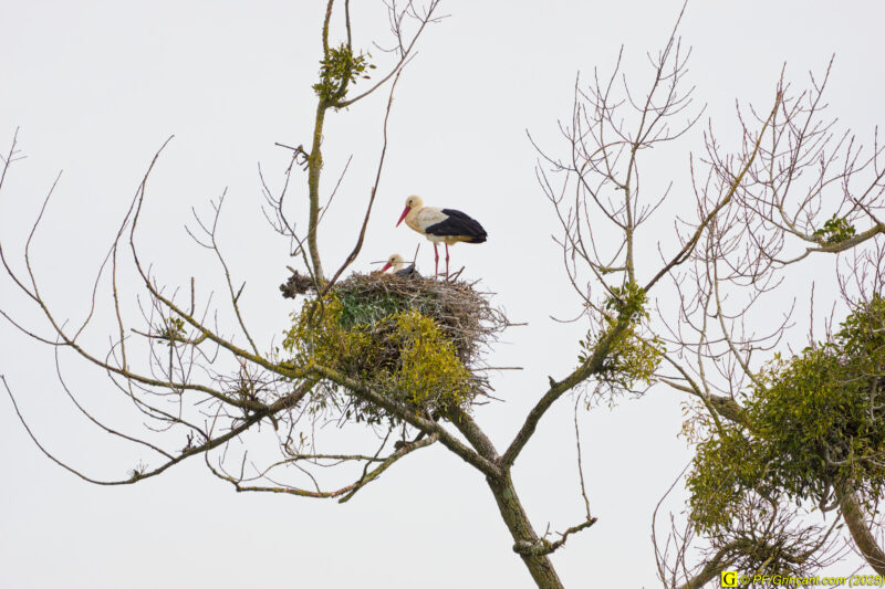 L'arbre aux cigognes (10)