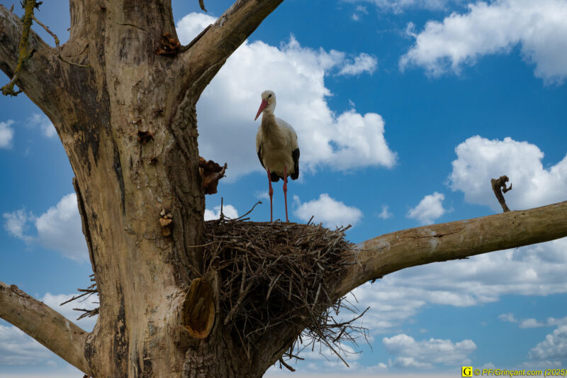 L'arbre aux cigognes (12)