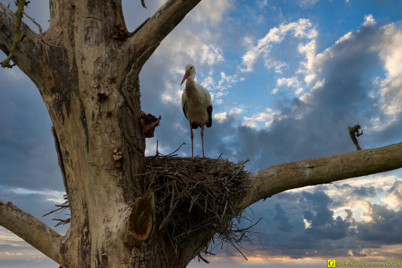 L'arbre aux cigognes (13)