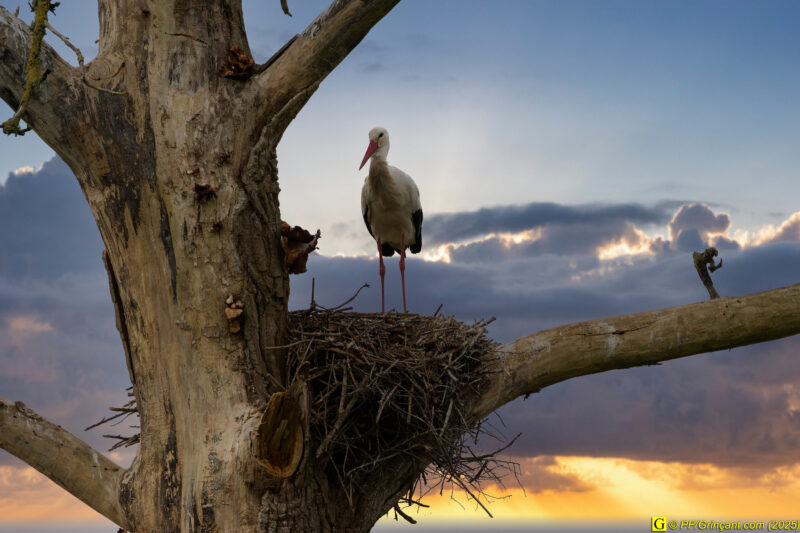 L'arbre aux cigognes (14)