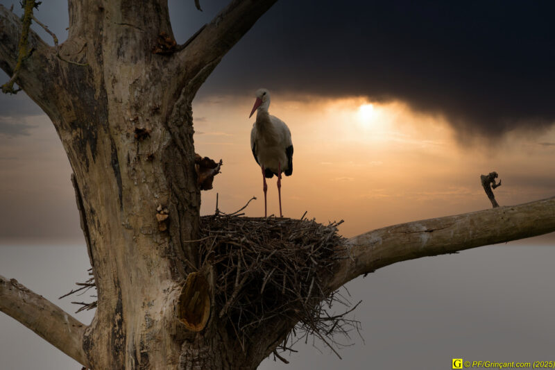L'arbre aux cigognes (15)