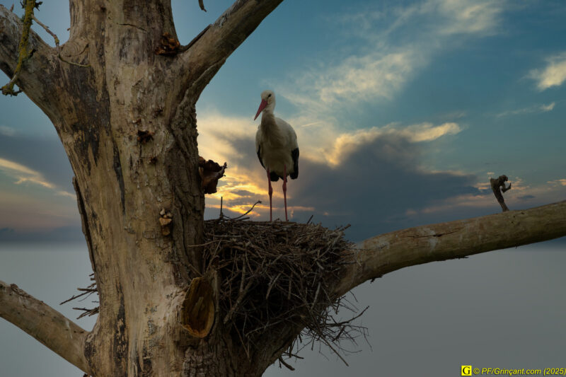 L'arbre aux cigognes (16)