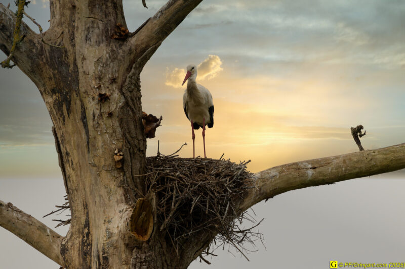 L'arbre aux cigognes (17)