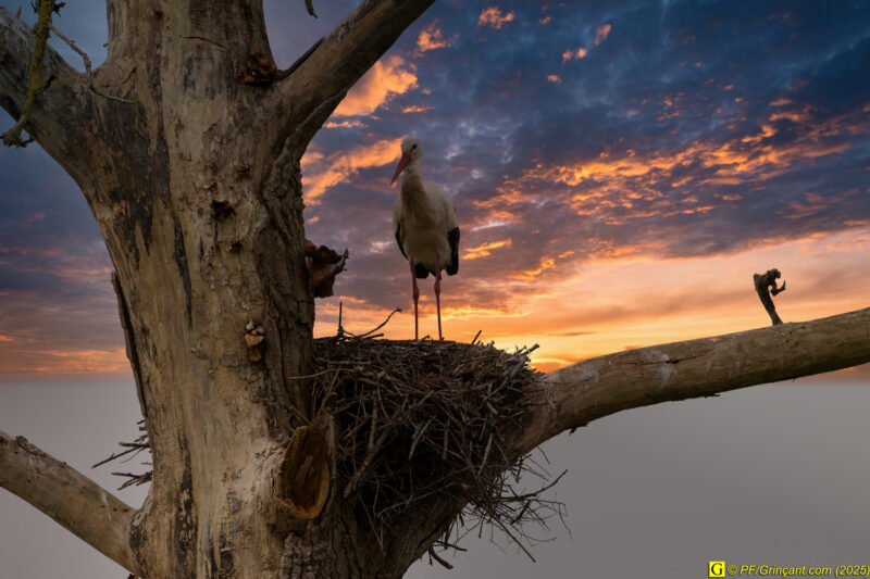L'arbre aux cigognes (18)