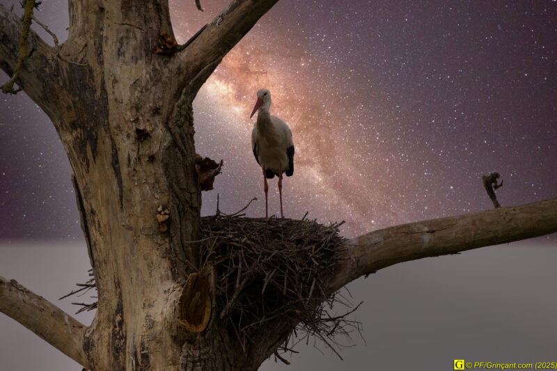 L'arbre aux cigognes (19)