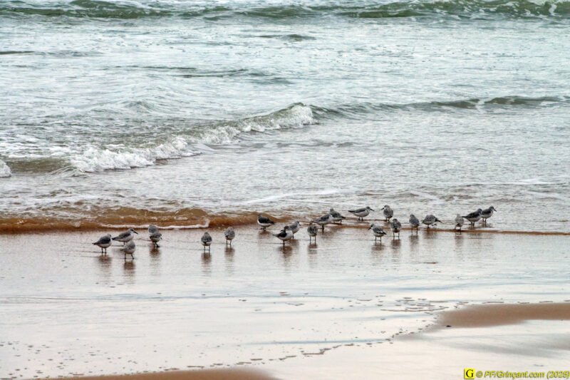 Bécasseaux Sanderling