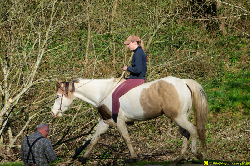La cavalière pudique, de profil