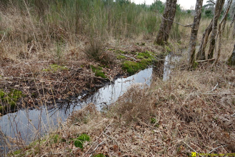 Le ruisseau La Goulpinette, à sa source Le ruisseau La Goulpinette, à sa source