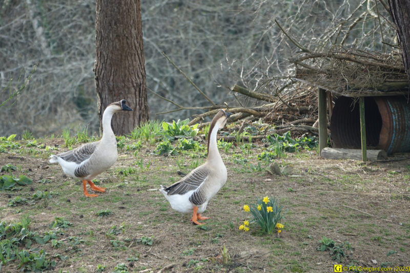 Les deux oies, sur leur île, au milieu de l'étang, sur le cours de La Goulpinette Les deux oies, sur leur île, au milieu de l'étang, sur le cours de La Goulpinette