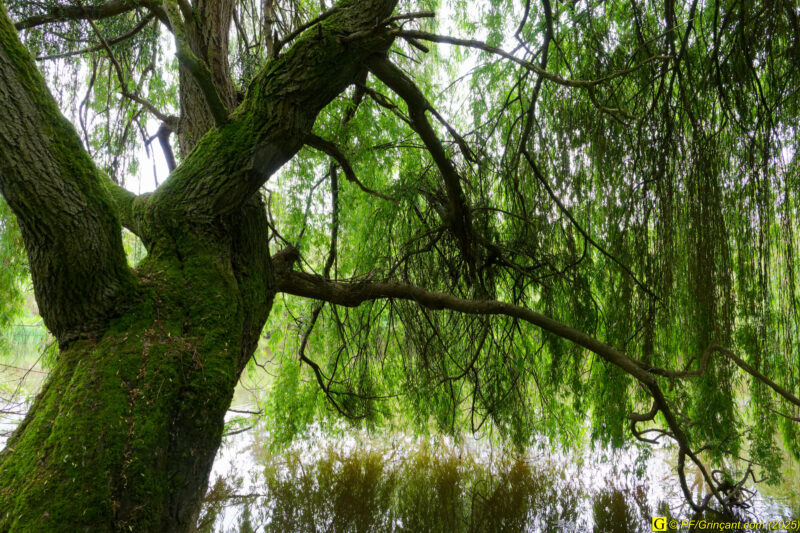 Le saule pleureur du Bout du Monde