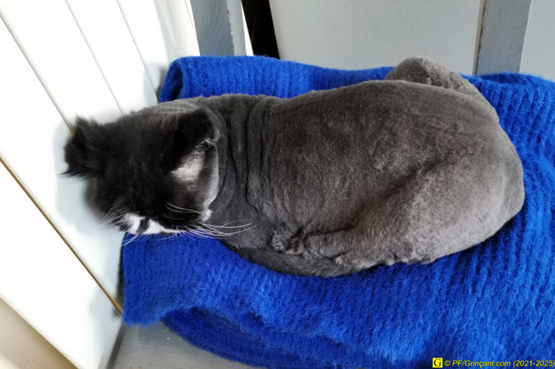 Osiris, chat persan tondu cherchant la chaleur d'un radiateur